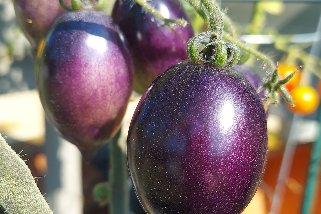 Photo of the Day: July 30,&nbsp;2024