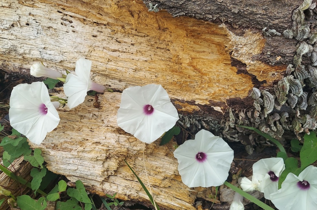 Photo of the Day: August 1,&nbsp;2024